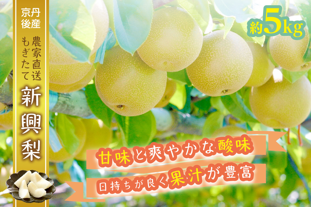 【先行予約／数量限定50】京都丹後産 新興梨 5kg（2026年10月下旬～発送）