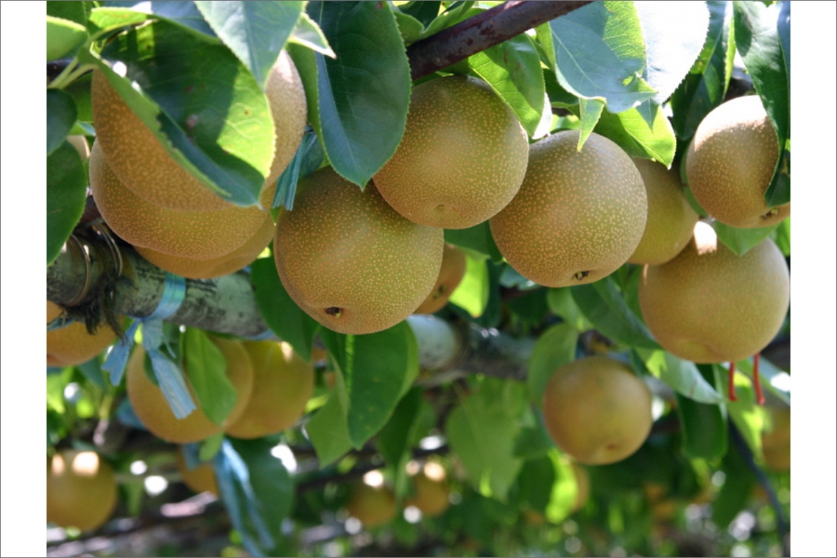 【数量限定】京都丹後産 新興梨 5kg（2026年10月下旬～発送） 国産 ふるさと 納税 梨 なし ナシ 5kg ふるさと 納税 期間限定 ふるさと 納税 新興 赤梨 送料無料