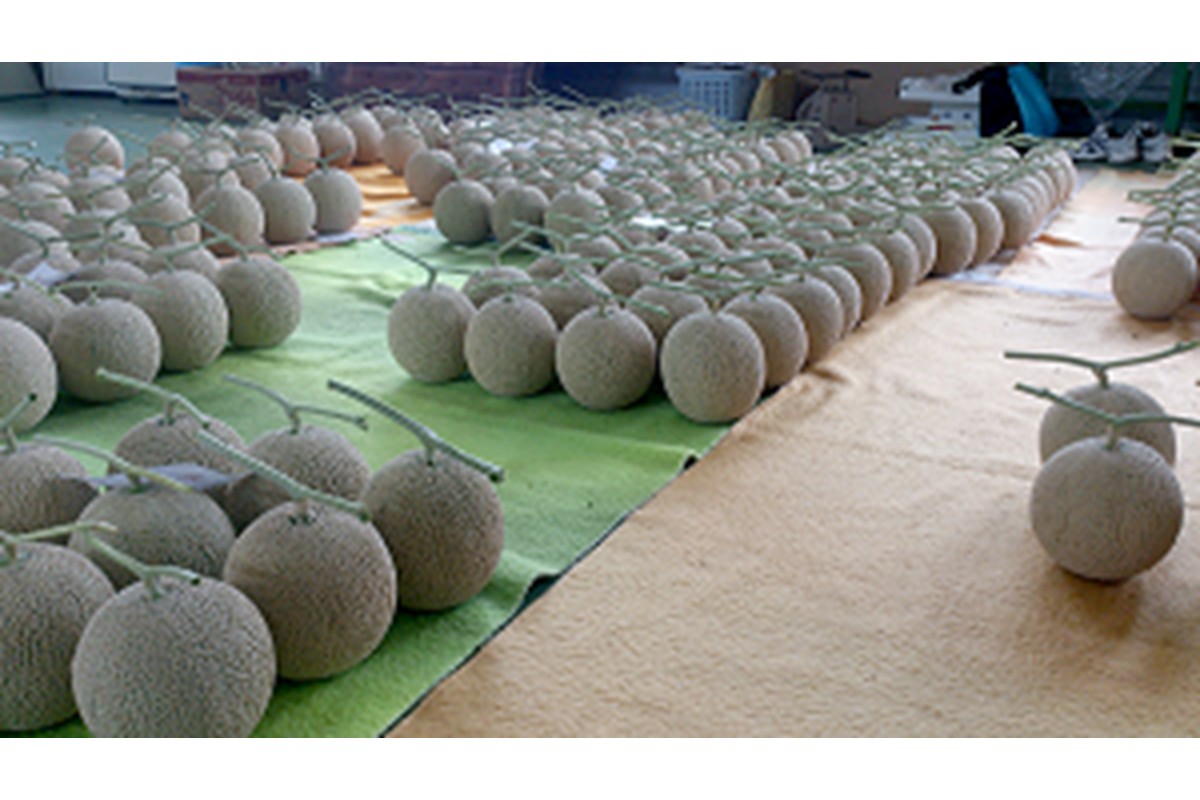 【数量限定】京都丹後産 セリーヌメロン 1玉入り（2026年7月～発送） 国産 旬 アールスメロン めろん ふるさと 納税 メロン 青肉 ふるさと 納税 期間限定 ふるさと 納税 フルーツ くだもの 果物