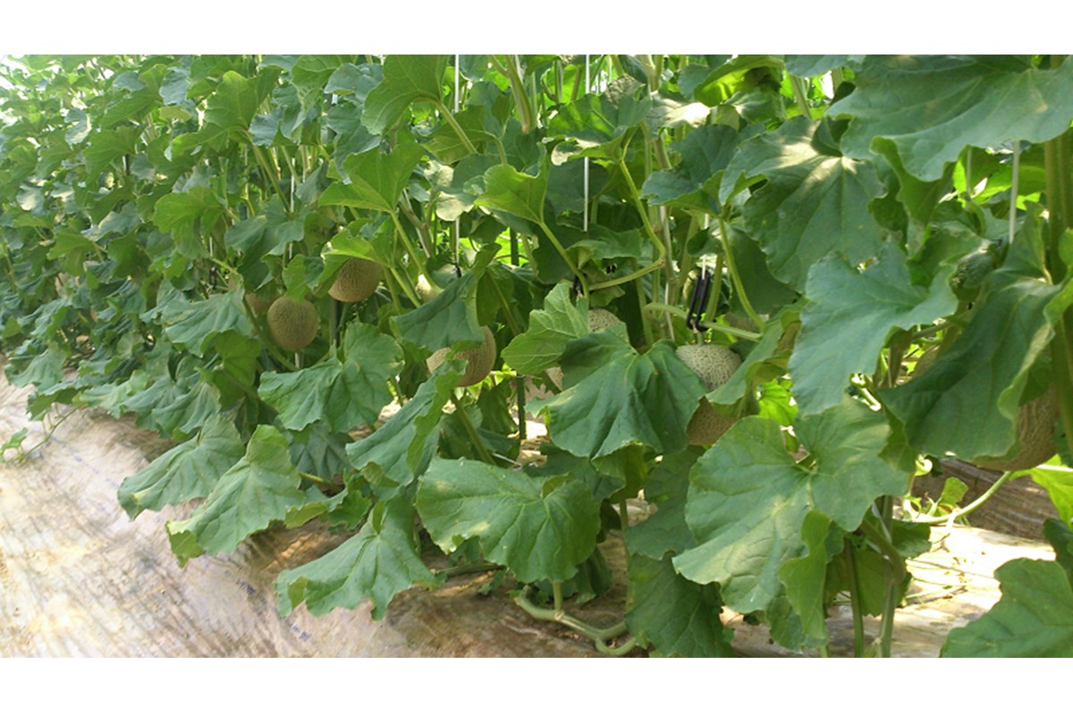 【数量限定】京都丹後産 セリーヌメロン 2玉入り（2026年7月～発送） 国産 旬 アールスメロン めろん ふるさと 納税 メロン 青肉 ふるさと 納税 期間限定 ふるさと 納税 フルーツ くだもの 果物