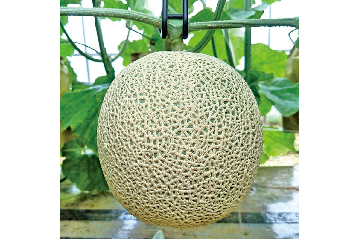 【数量限定】京都丹後産 セリーヌメロン 1玉入り（2026年7月～発送） 国産 旬 アールスメロン めろん ふるさと 納税 メロン 青肉 ふるさと 納税 期間限定 ふるさと 納税 フルーツ くだもの 果物