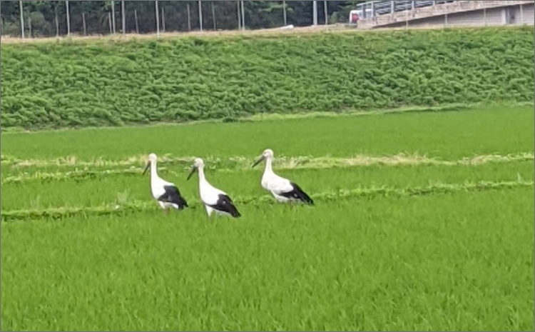 【先行予約】令和8年産 丹後こしひかり 玄米5kg 【特別栽培米】新米 特別栽培 玄米 2026年産 ふるさと納税 こしひかり ふるさと納税