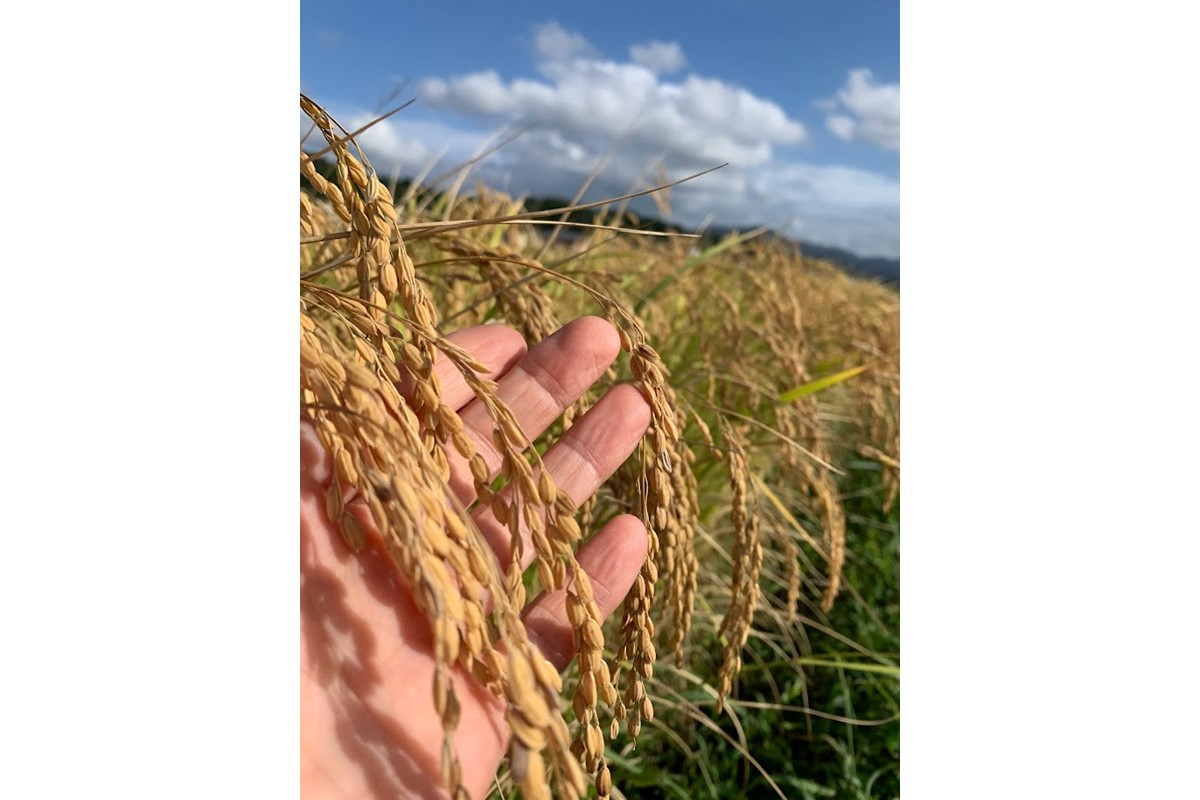 【先行予約】令和8年産 丹後こしひかり 玄米30kg 【特別栽培米】新米