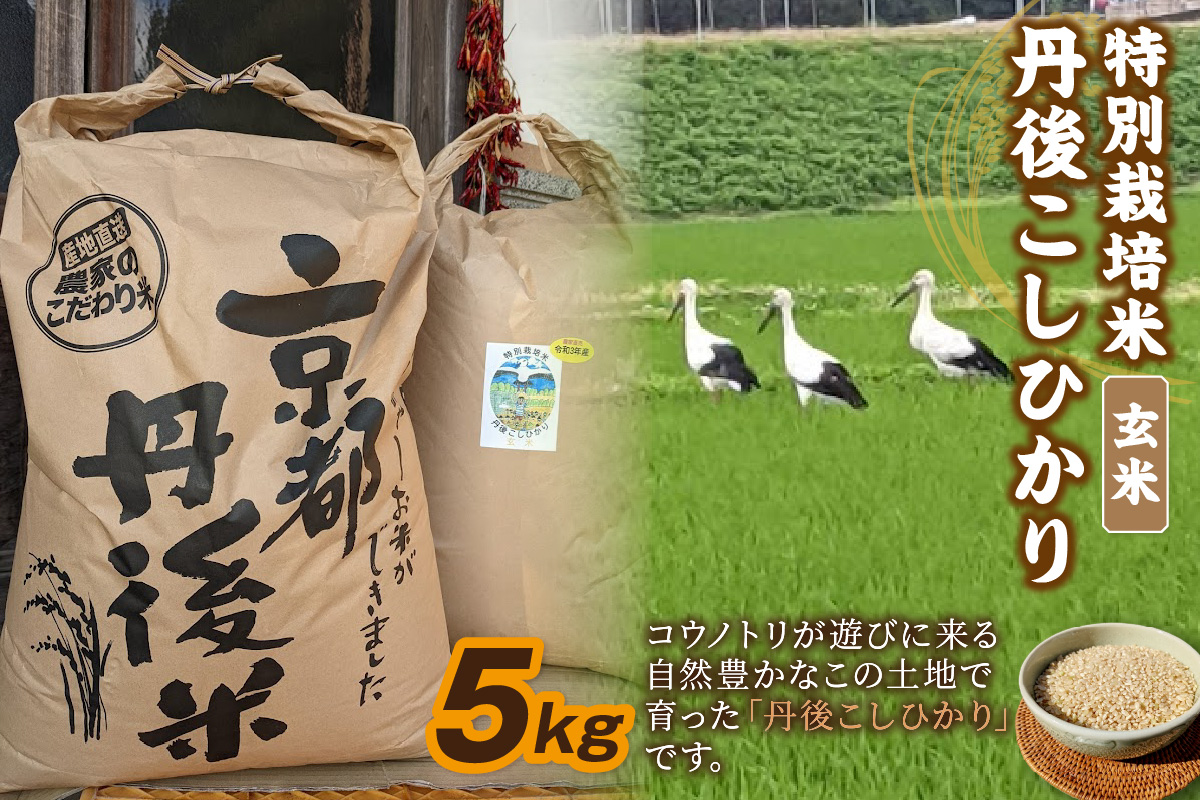 【先行予約】令和8年産 丹後こしひかり 玄米5kg 【特別栽培米】新米