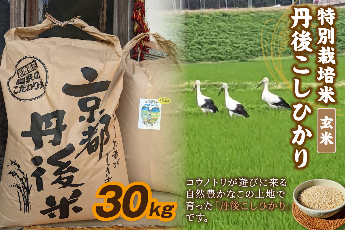 【先行予約】令和8年産 丹後こしひかり 玄米30kg 【特別栽培米】新米