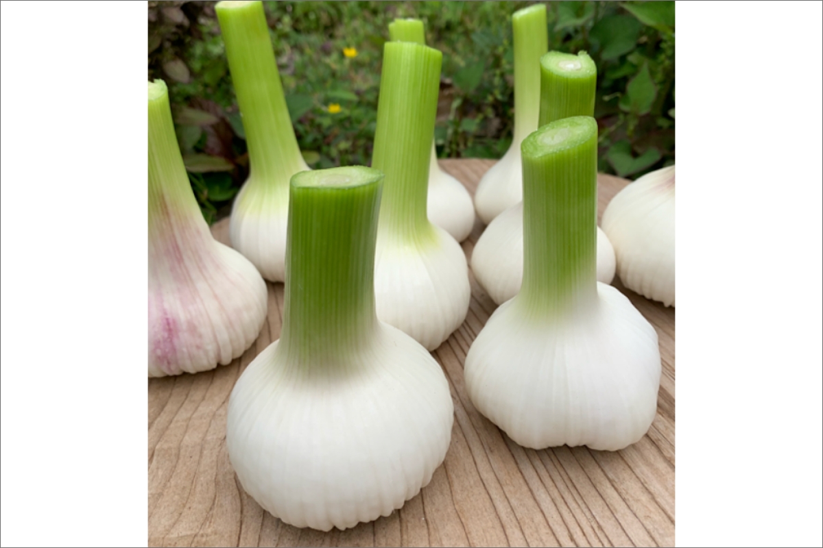 【数量限定40】新にんにく1kg（15玉～30玉前後） にんにくコンフィレシピ付き（栽培期間中農薬・化学肥料・除草剤不使用）（2026年6月上旬～発送）