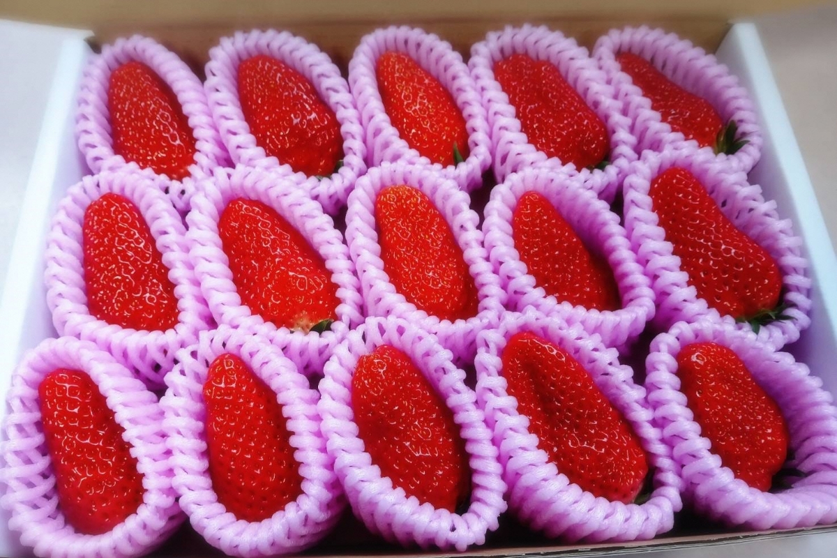 まつみやファーム獲れたて野菜・フルーツ5種定期便