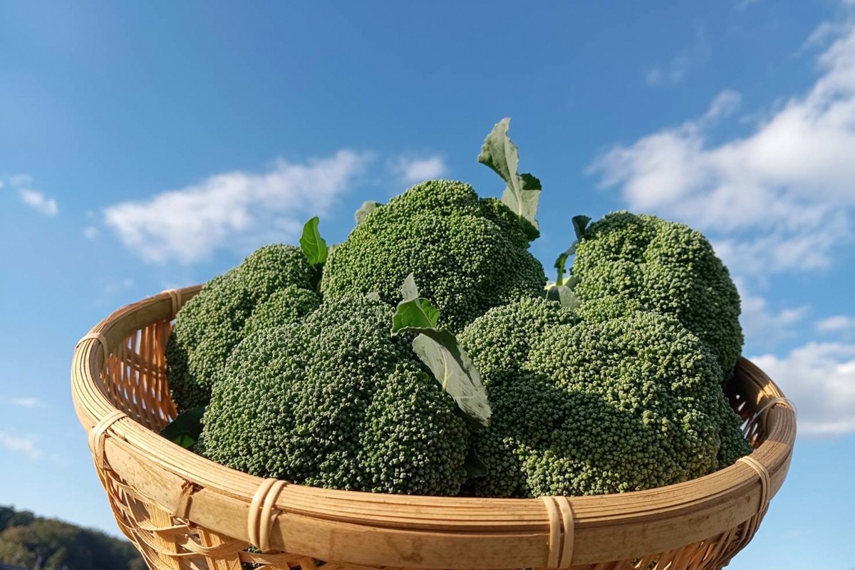 まつみやファーム獲れたて野菜・フルーツ5種定期便