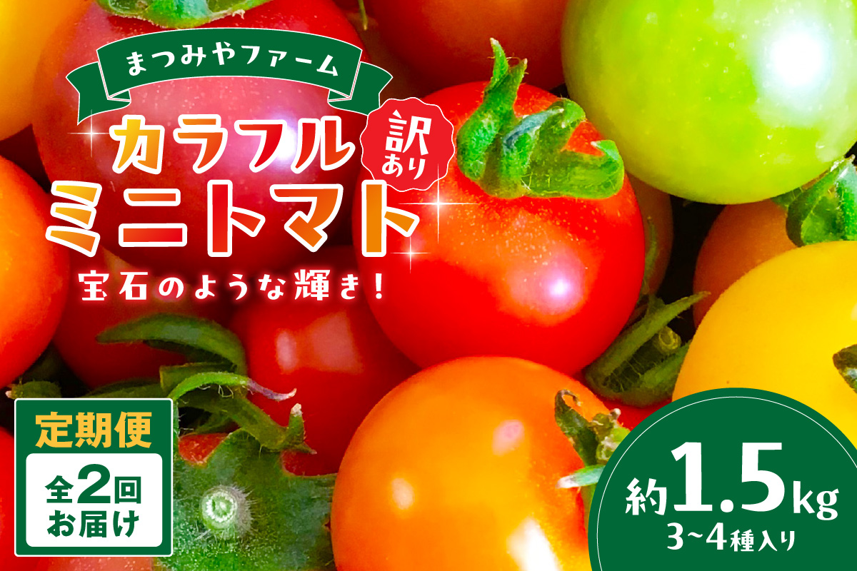 【2回定期便】京丹後産 訳あり 宝石のような輝き！カラフルミニトマト（2026年5月下旬～発送）