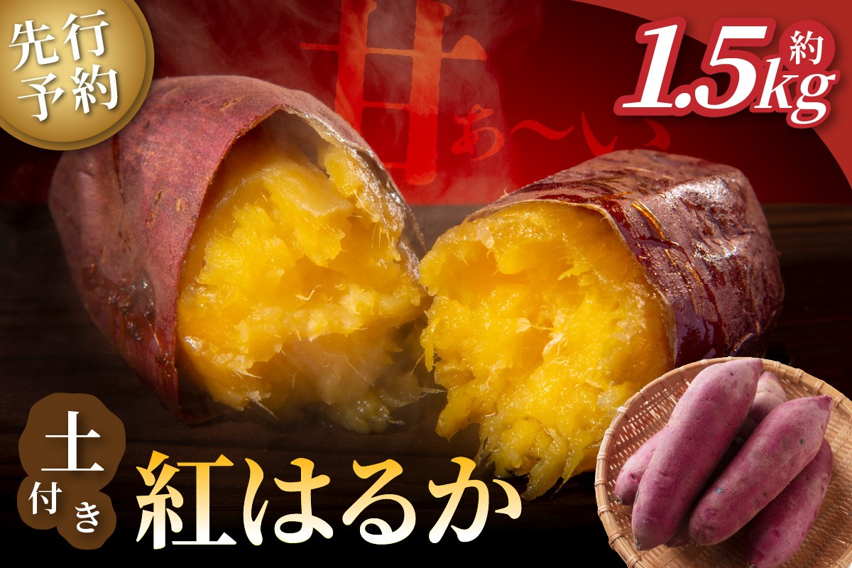 【先行予約】ホクホク美味しい！京丹後産 紅はるか 約1.5kg（土付き）（2026年10月上旬～発送）