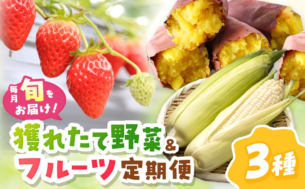 まつみやファーム獲れたて野菜・フルーツ3種定期便 ふるさと納税 果物 くだもの フルーツ ふるーつ 野菜 やさい 芋 穀物 紅はるか さつまいも いちご イチゴ 苺 ホワイトコーン 農家応援 生産者応援 送料無料
