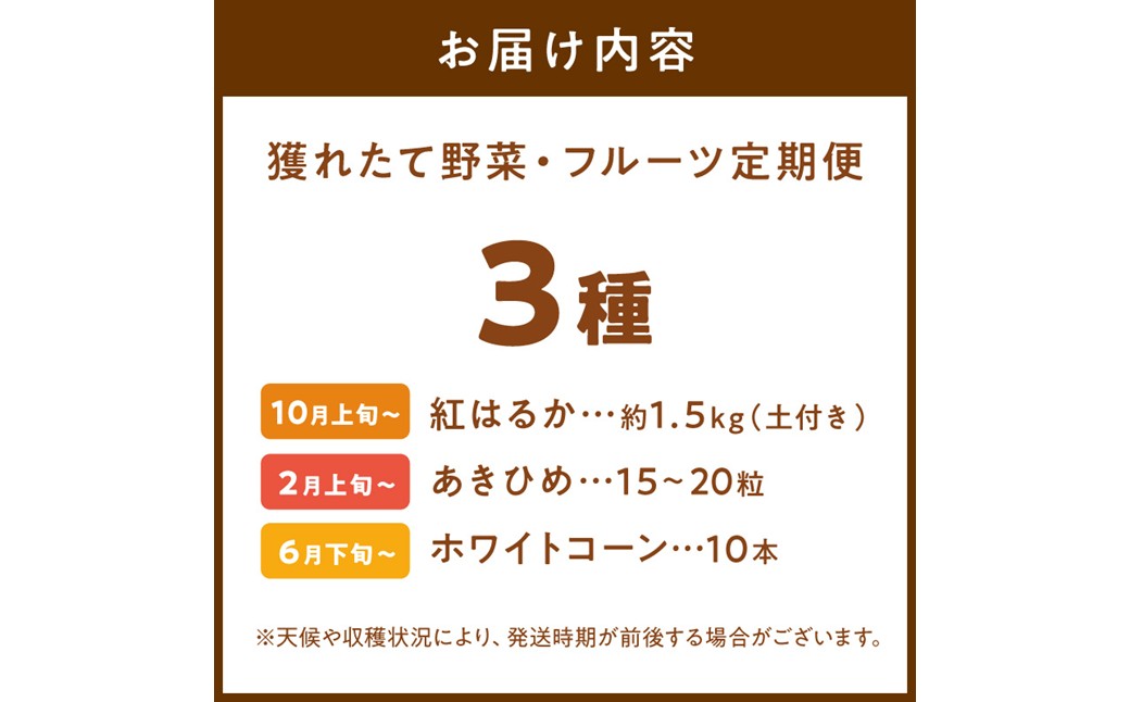 まつみやファーム獲れたて野菜・フルーツ3種定期便 ふるさと納税 果物 くだもの フルーツ ふるーつ 野菜 やさい 芋 穀物 紅はるか さつまいも いちご イチゴ 苺 ホワイトコーン 農家応援 生産者応援 送料無料