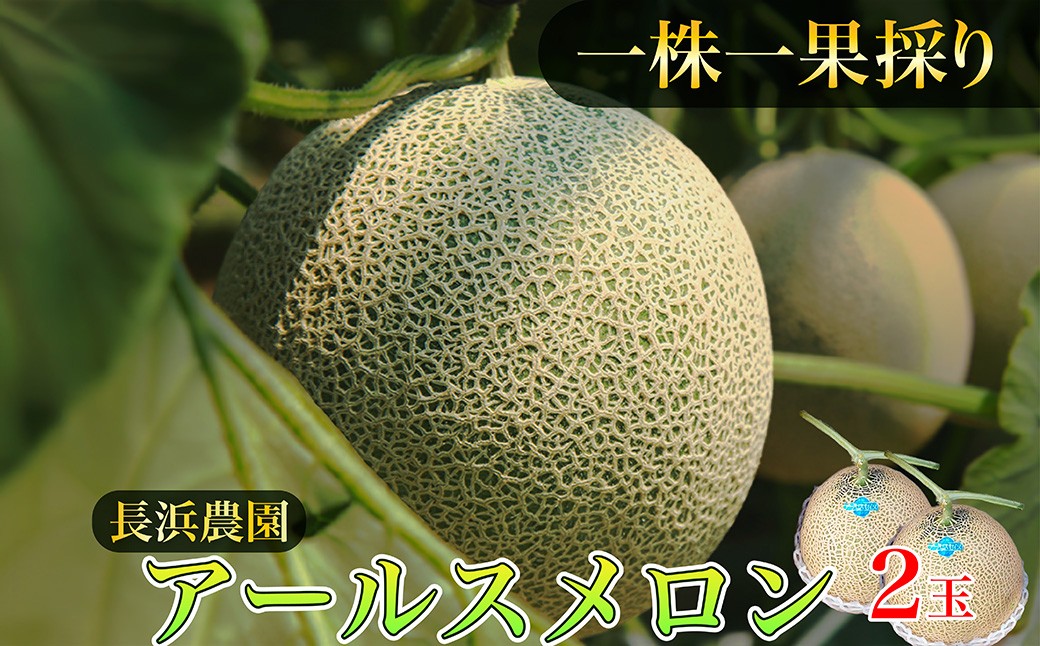 【数量限定50】アールスメロン（ネットメロン） 2玉（2026年7月上旬～発送） 国産 フルーツ 果物 メロン 甘い 糖度 ハウス栽培 リピート めろん ふるさと納税 メロン ふるさと納税 期間限定