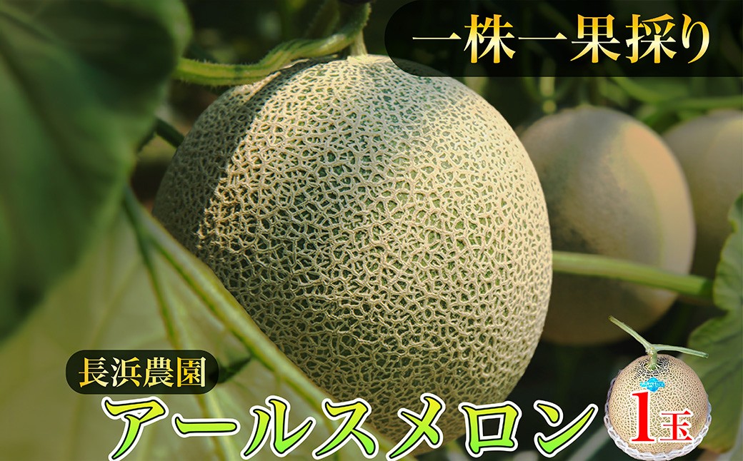 【数量限定100】アールスメロン（ネットメロン） 1玉（2026年7月上旬～発送） 国産 フルーツ 果物 メロン 甘い 糖度 ハウス栽培 リピート めろん ふるさと納税 メロン ふるさと納税 期間限定