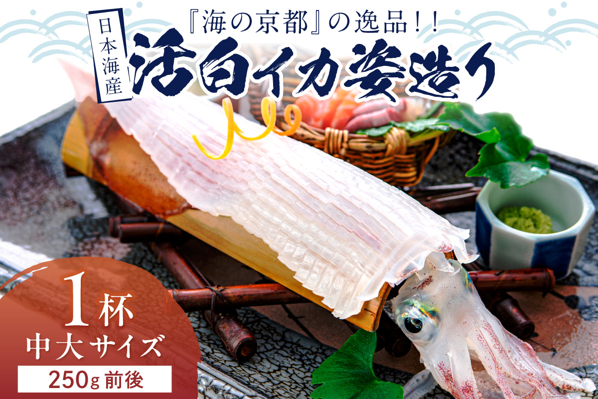 日本海産『海の京都』の逸品！！　活白イカ姿造り（クリスタル白いか）中大サイズ 1杯（250g前後）（2026年6月上旬～発送） ふるさと納税 海鮮 鮮度抜群 新鮮 海鮮 いか イカ 簡単調理 生産者応援 送料無料 生食 魚介類 活イカ