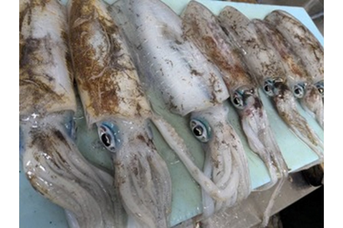 京都・久美浜産 アオリイカの姿造り