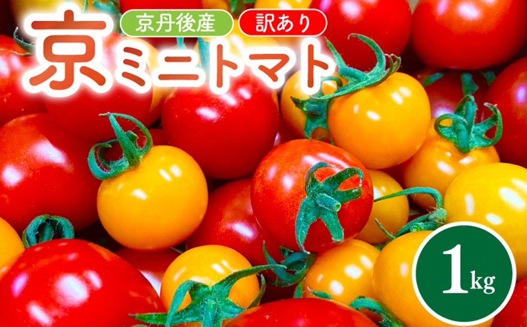 京丹後産・京ミニトマト 1kg（2026年5月中旬～発送）野菜 ミニトマト 1キロ サラダ 色とりどり とまと 京野菜 ふるさと納税 トマト 不揃い ふぞろい わけあり 訳アリ ワケアリ 訳有り 1きろ tomato JA京都 農協