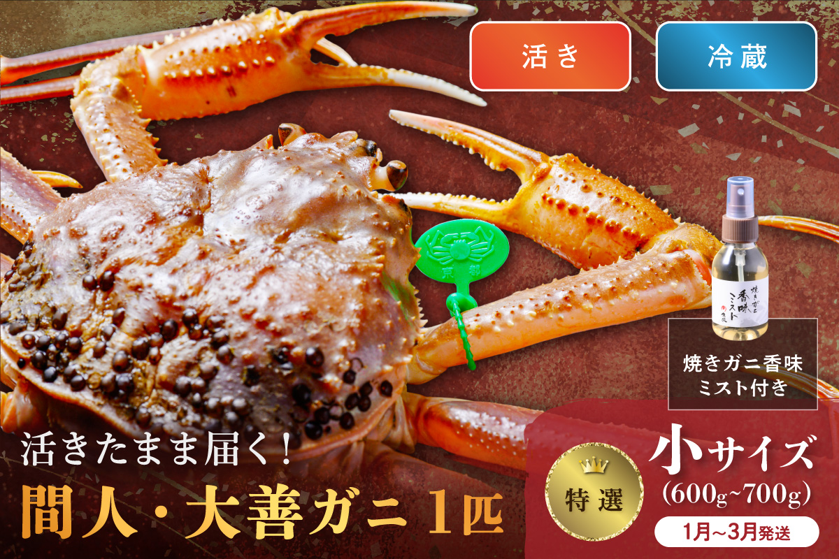 【蟹の匠 魚政】京丹後市産 活きたまま届く！　間人ガニ大善ガニ 特撰 小サイズ（600～700g) 1匹　香味ミスト付き(1月～3月発送）