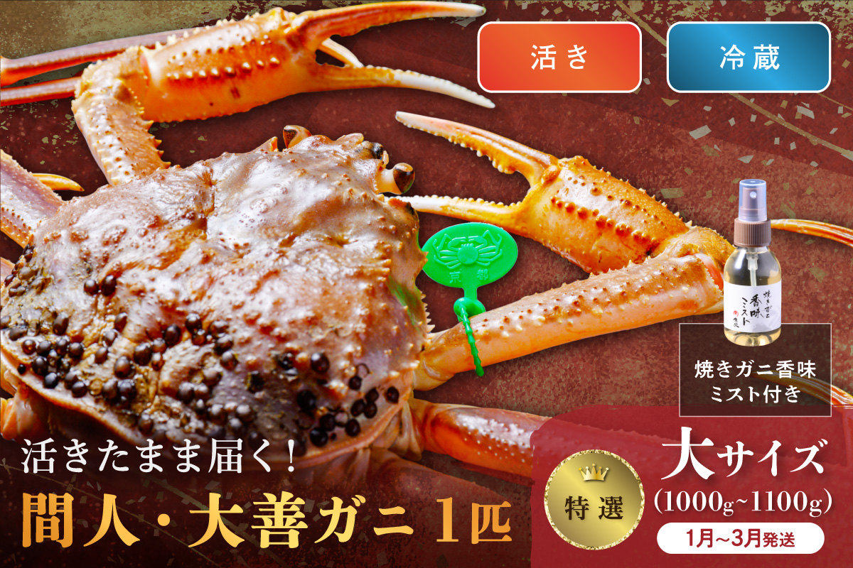 【蟹の匠 魚政】京丹後市産 活きたまま届く！　間人ガニ大善ガニ 特撰 大サイズ（1000～1100g) 1匹　香味ミスト付き(1月～3月発送）