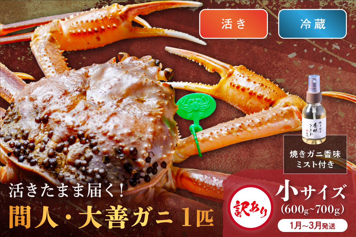 訳あり　【蟹の匠 魚政】京丹後市産 活きたまま届く！　間人ガニ大善ガニ  小サイズ（600～700g) 1匹　香味ミスト付き(1月～3月発送）