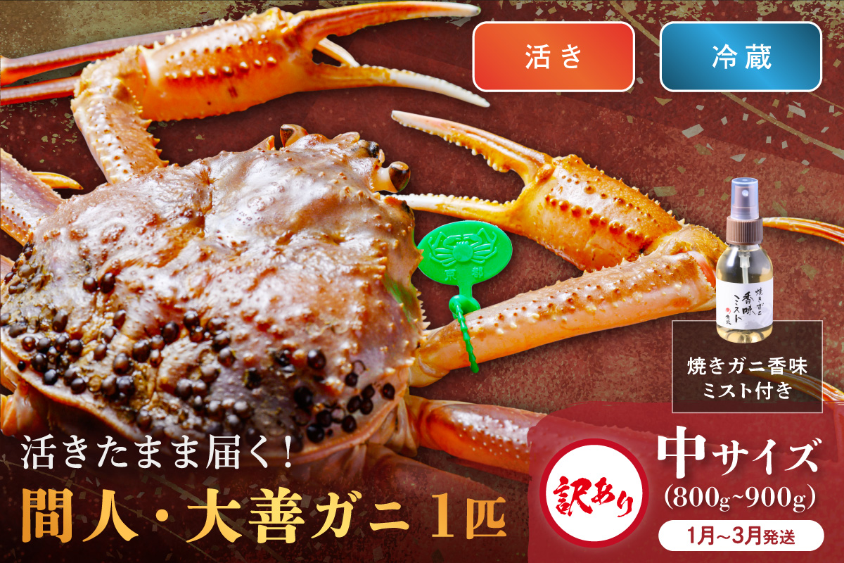 訳あり　【蟹の匠 魚政】京丹後市産 活きたまま届く！　間人ガニ大善ガニ　中サイズ  (800～900g) 1匹　香味ミスト付き(1月～3月発送）