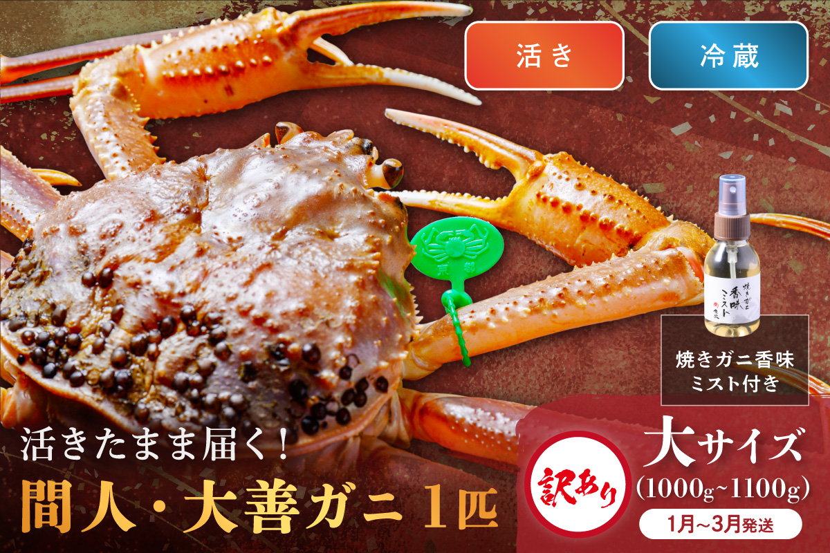 訳あり　【蟹の匠 魚政】京丹後市産 活きたまま届く！　間人ガニ大善ガニ　大サイズ  (1000～1100g) 1匹　香味ミスト付き(1月～3月発送）