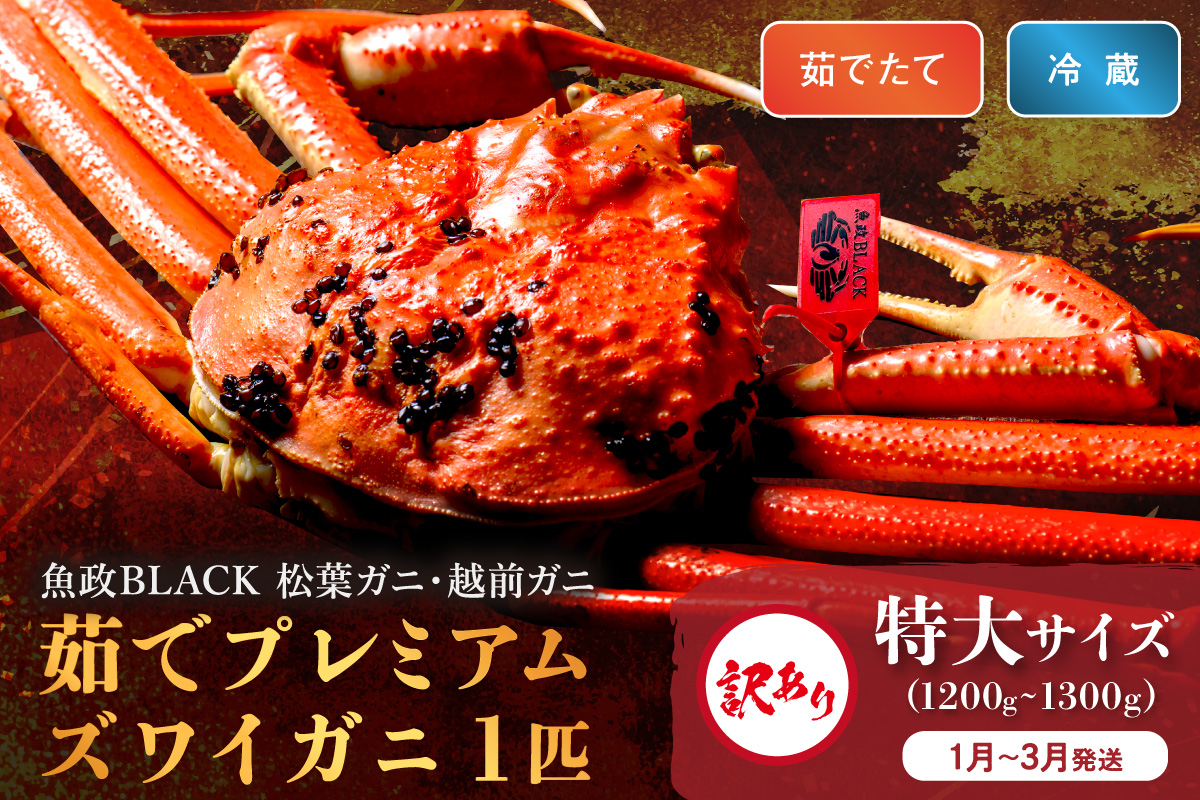 訳あり　【蟹の匠 魚政】茹で　プレミアムズワイガニ 魚政BLACK（松葉ガニ・越前ガニ） 特大サイズ（1200～1300g） 1匹(1月～3月発送） ふるさと納税 カニ 蟹 松葉蟹 松葉ガニ 越前蟹  京丹後 ふるさと納税 蟹 ふるさと納税 予約 ふるさと納税 予約 カニ魚介類 甲殻類