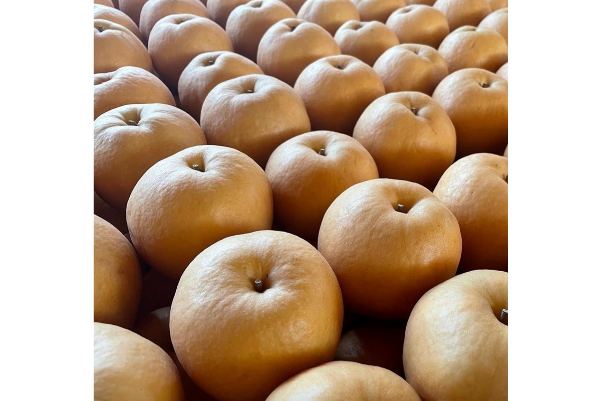 ãå
è¡äºçŽïŒæ°ééå®100ãèš³ãã æ°è梚ã5kgïŒ2026幎10æäžæ¬ïœçºéïŒ