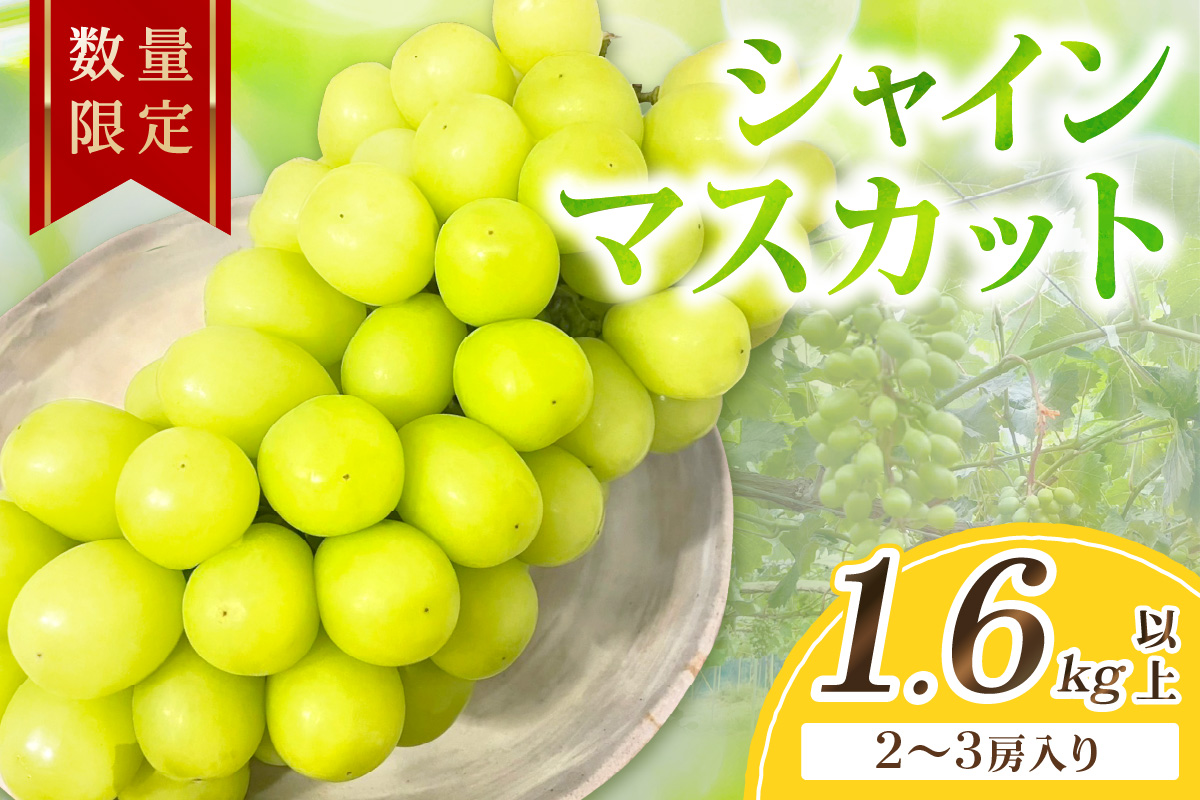 【先行予約／数量限定100】シャインマスカット 1.6kg以上（2～3房入り）（2026年9月上旬～発送） フルーツ 果物 くだもの マスカット ぶどう 贈り物 京都 京丹後産