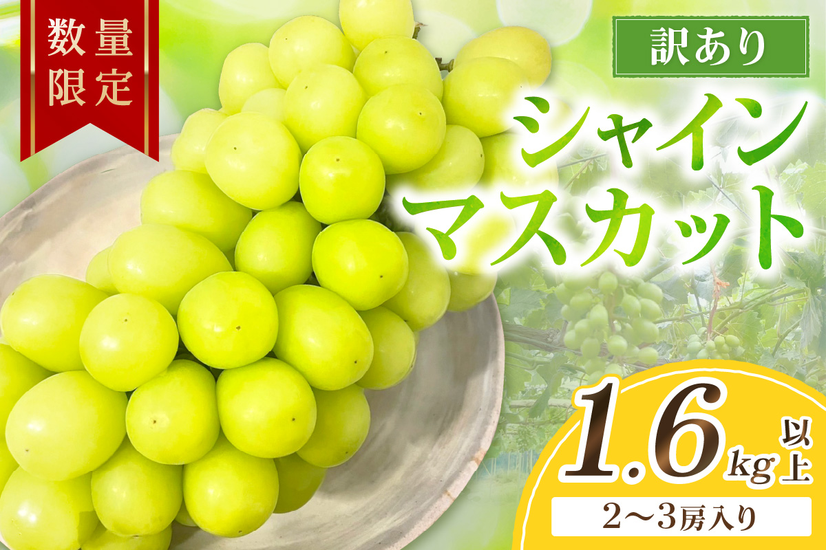 【先行予約／数量限定100】訳ありシャインマスカット 1.6kg以上（2～3房入り）（2026年9月上旬～発送）