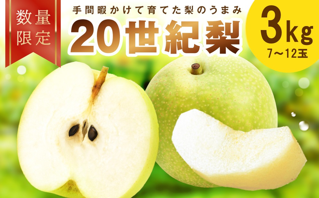 【先行予約／数量限定100】廿世紀梨 3kg（2026年9月上旬～発送）　フルーツ くだもの 国産 梨 二十世紀 20世紀 廿世紀 ふるさと 納税 梨 ふるさと納税 フルーツ ふるさと 納税 20世紀梨