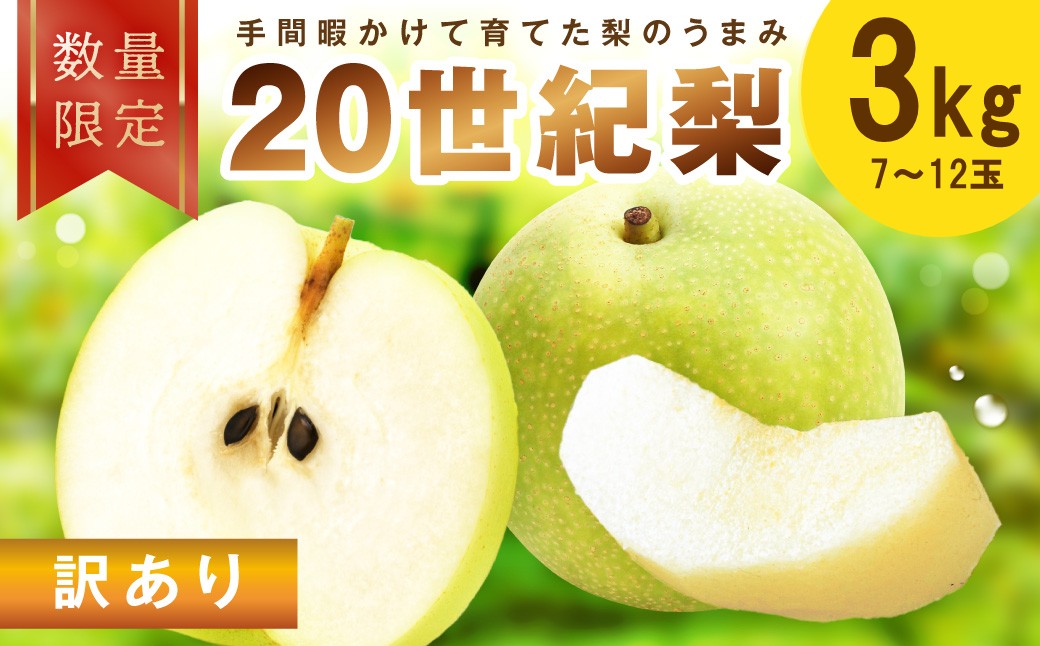 【先行予約／数量限定100】訳あり 廿世紀梨 3kg（2026年9月上旬～発送） フルーツ くだもの 国産 梨 二十世紀 20世紀 廿世紀 ふるさと 納税 梨 ふるさと納税 フルーツ ふるさと 納税 20世紀梨 わけあり ワケアリ 訳有り