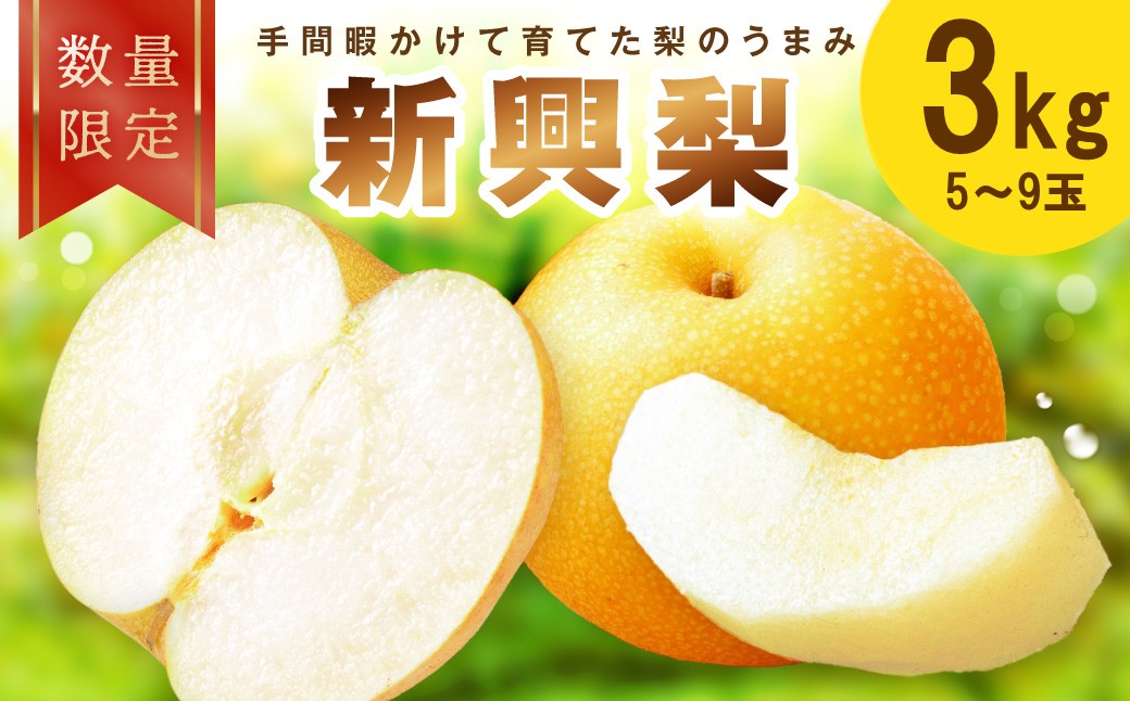 【先行予約／数量限定100】新興梨 3kg（2026年10月中旬～発送）　ふるさと納税　フルーツ くだもの 国産 梨 新興梨　先行予約 ふるさと納税 梨