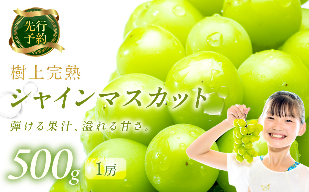 【先行予約】樹上完熟 シャインマスカット 500g（1房）（2026年9月中旬～発送）