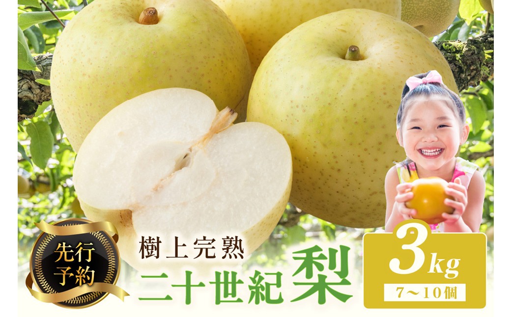 【先行予約】樹上完熟 二十世紀梨 3kg(7～10個)（2026年8月下旬～発送） 20世紀梨 梨 国産 期間限定 ふるさと納税 フルーツ ふるさと納税 なし 梨 果樹園直送 生産者応援 農家応援