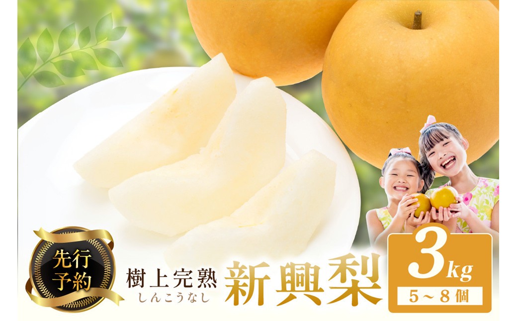 【先行予約】樹上完熟 新興梨 3kg（5～8個）（2026年10月下旬～発送） フルーツ 梨 先行予約 完熟 京都 ふるさと納税 新興梨