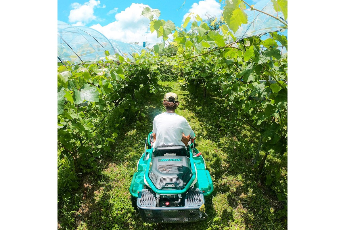 【先行予約】小玉スイカ 姫まくら 1玉（1.5kg以上）（2026年7月上旬～発送） 果物 くだもの すいか スイカ 西瓜 甘い ふるさと納税 スイカ ふるさと納税 フルーツ ふるーつ 農家直送 果樹園直送 生産者応援 農家応援