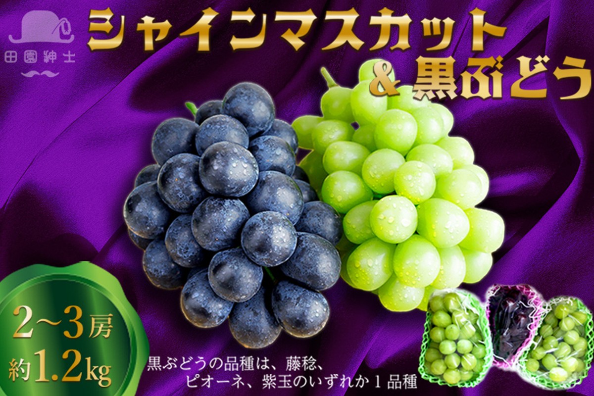 田園紳士厳選 シャインマスカット・黒葡萄セット 黒葡萄 セット 詰め合わせ ふるさと納税 シャインマスカット ふるさと納税 フルーツ セット 新鮮 国産 果実 くだもの 送料無料