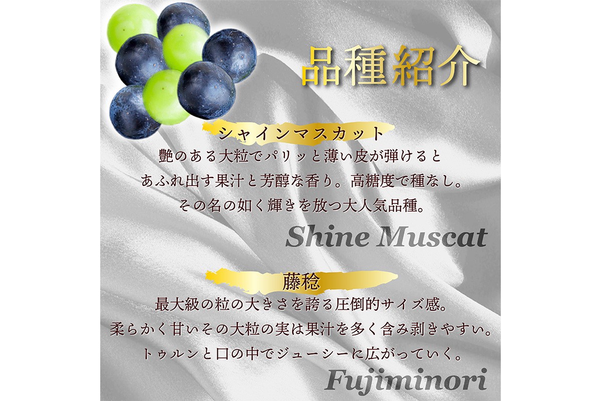 田園紳士厳選 シャインマスカット・黒葡萄セット 黒葡萄 セット 詰め合わせ ふるさと納税 シャインマスカット ふるさと納税 フルーツ セット 新鮮 国産 果実 くだもの 送料無料