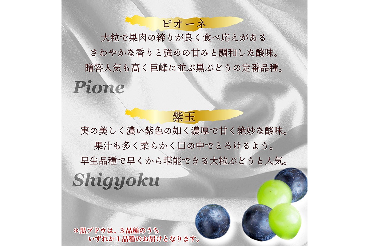 田園紳士厳選 シャインマスカット・黒葡萄セット 黒葡萄 セット 詰め合わせ ふるさと納税 シャインマスカット ふるさと納税 フルーツ セット 新鮮 国産 果実 くだもの 送料無料