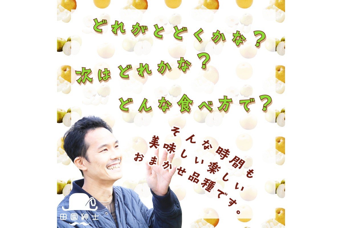 田園紳士厳選「梨好きさんのための定期便3回」（1品種（各約4〜6玉）×3回（計３品種）） 先行予約 果物 フルーツ 梨 定期便 定期 3回 20世紀 豊水 あきづき 甘太 新興 ふるさと納税 フルーツ 定期便 ふるさと納税 梨