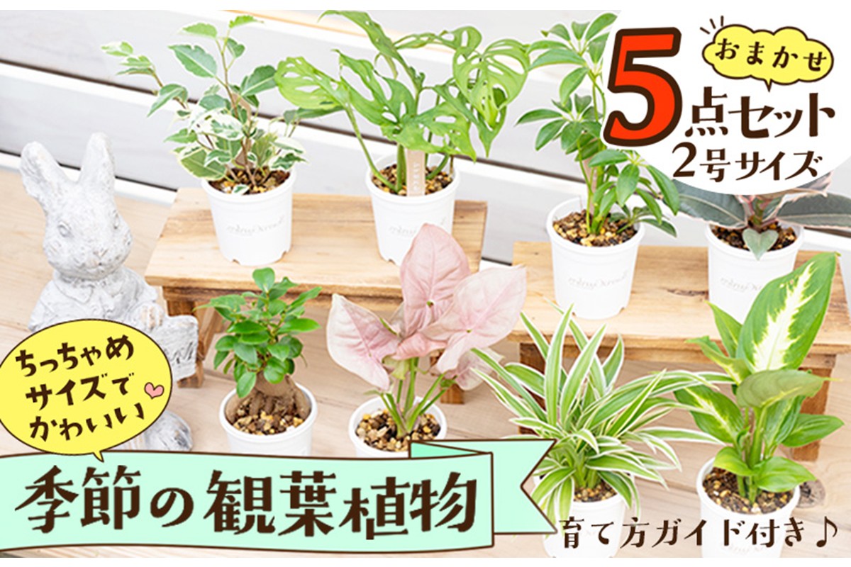 【植物をもっと身近に】京都・京丹後の専門店が厳選！観葉植物5点セット｜癒しと彩りのグリーン便