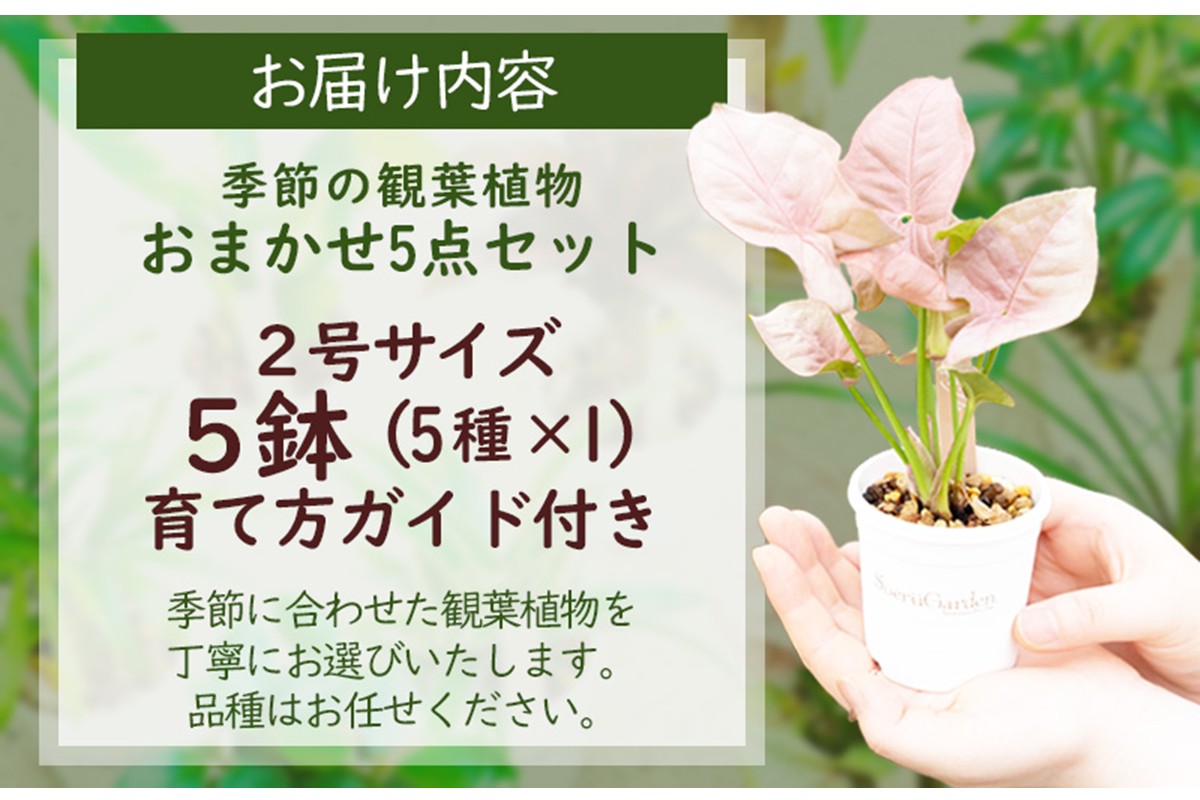 【植物をもっと身近に】京都・京丹後の専門店が厳選！観葉植物5点セット｜癒しと彩りのグリーン便