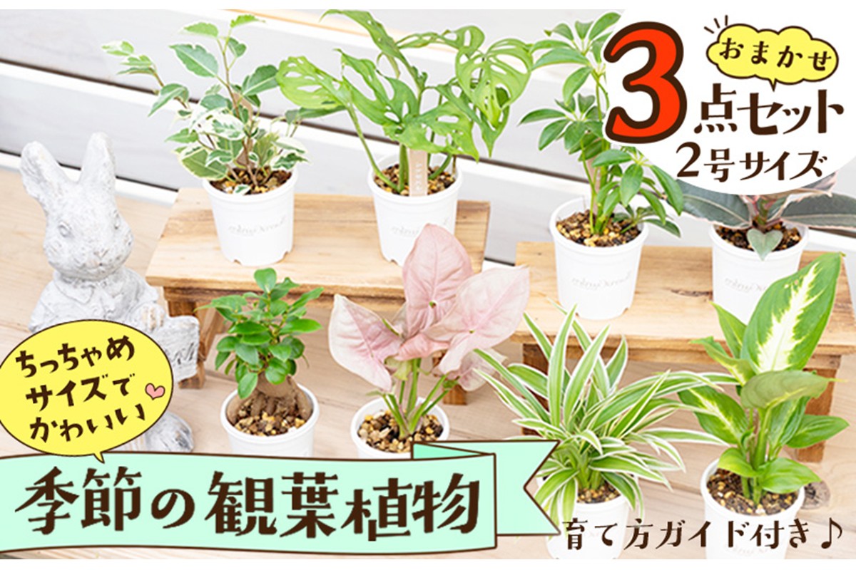 【お部屋にちょうどいい】観葉植物お試し3点セット｜専門店が選ぶ“はじめてのグリーン”【京都・京丹後】