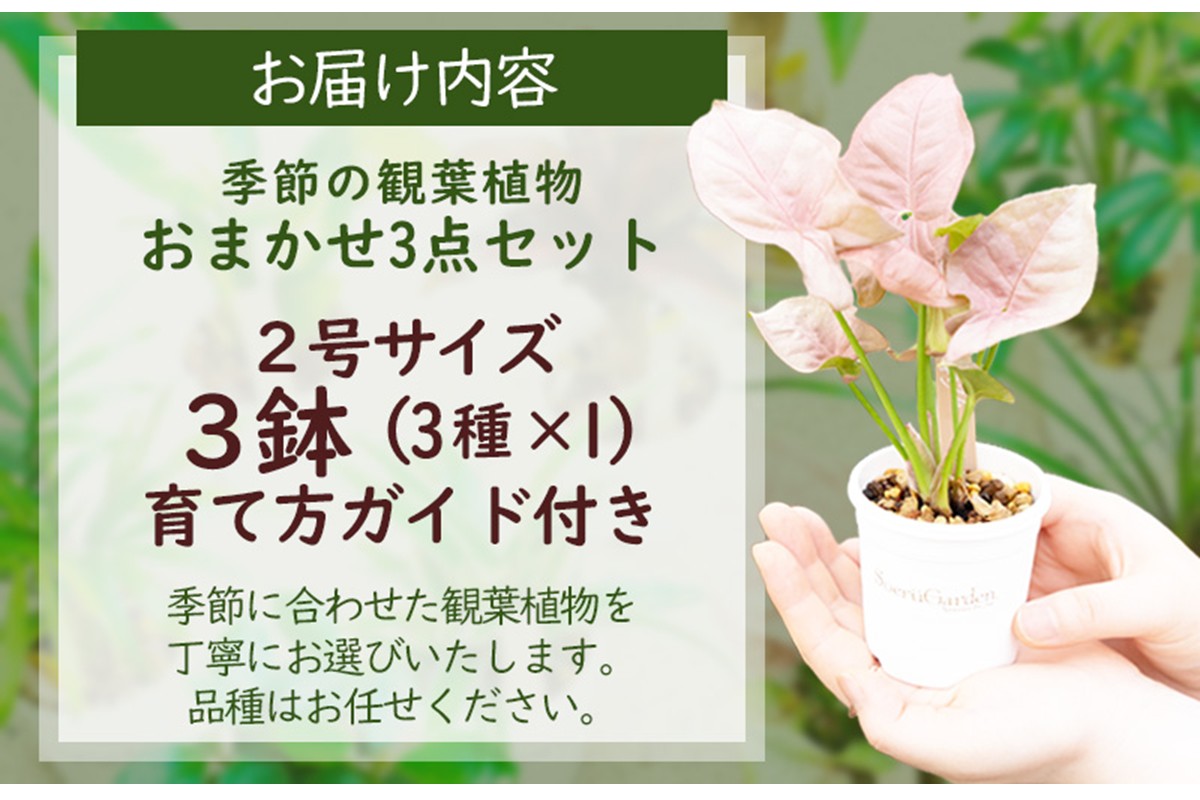 【お部屋にちょうどいい】観葉植物お試し3点セット｜専門店が選ぶ“はじめてのグリーン”【京都・京丹後】