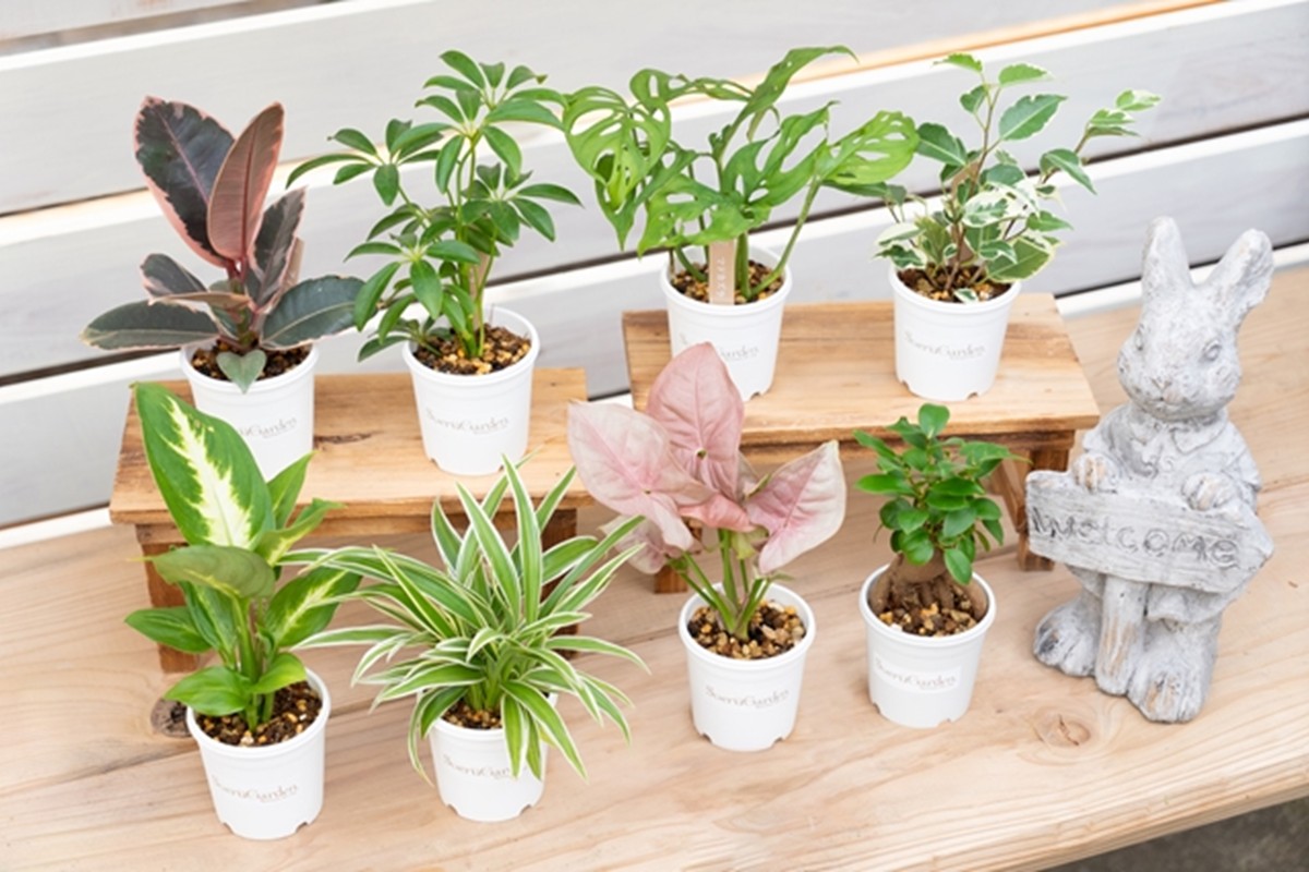 【お部屋にちょうどいい】観葉植物お試し3点セット｜専門店が選ぶ“はじめてのグリーン”【京都・京丹後】