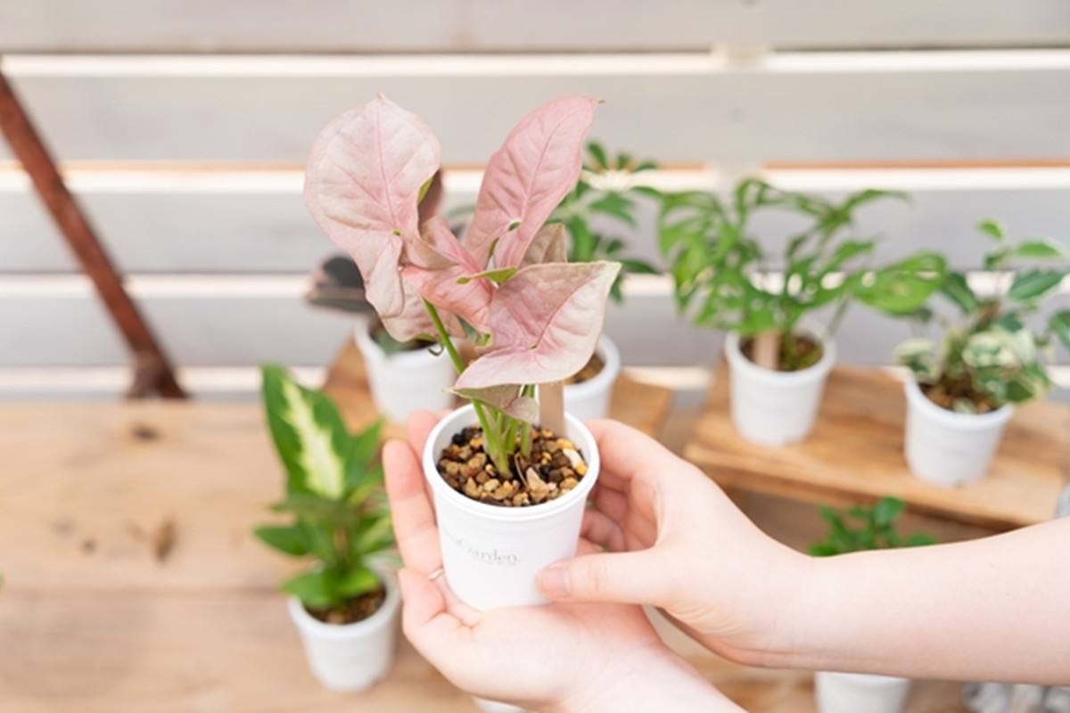 【お部屋にちょうどいい】観葉植物お試し3点セット｜専門店が選ぶ“はじめてのグリーン”【京都・京丹後】