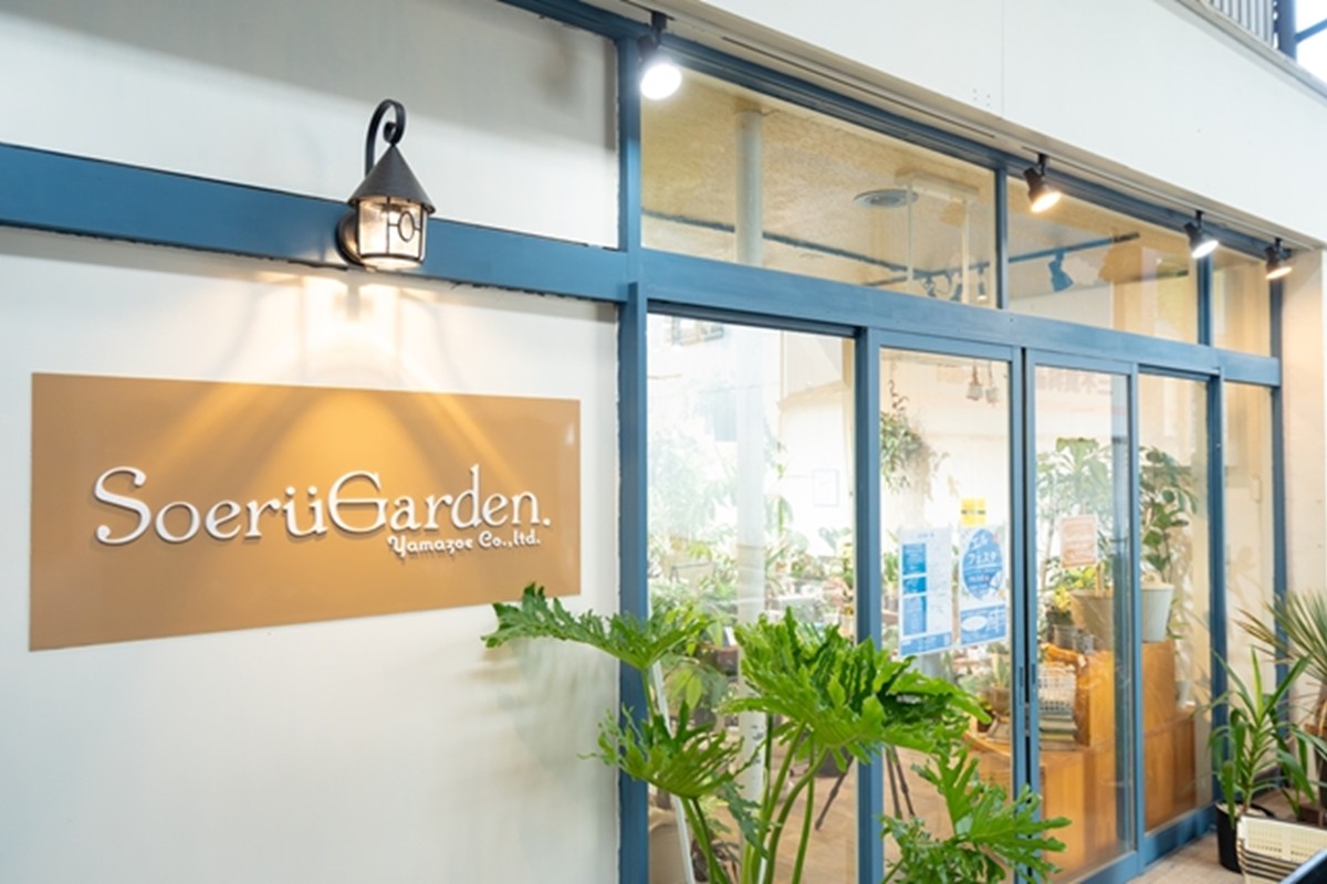 【お部屋にちょうどいい】観葉植物お試し3点セット｜専門店が選ぶ“はじめてのグリーン”【京都・京丹後】