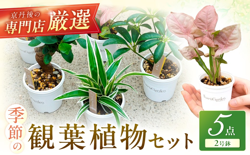 ãæ€ç©ããã£ãšèº«è¿ã«ã京éœã»äº¬äž¹åŸã®å°éåºãå³éžïŒèŠ³èæ€ç©5ç¹ã»ããïœçããšåœ©ãã®ã°ãªãŒã³äŸ¿ æ€ç© ã¬ãŒããã³ã° çã èªç¶ ãµãããšçŽçš èŠ³èæ€ç© ãã¬ãŒã³ã èšå¿µæ¥ ãããã ãµãããšçŽçš æ¯ã®æ¥