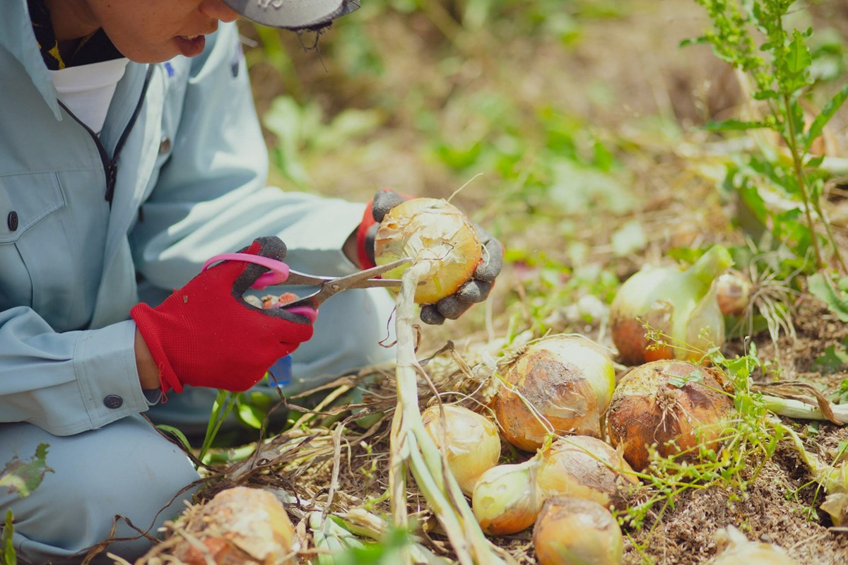 ãå
è¡äºçŽïŒ6æé
éãïŒãŠããšãããã°ããïŒåå€ã®ãªãŒã¬ããã¯éèã»ãããææ©éè6ïœ7çš®ååŸ